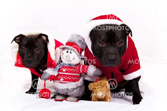 Christmas staffar