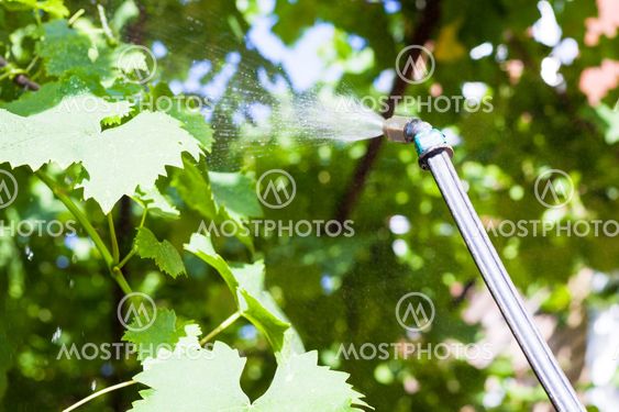 processing of vineyard by pesticide