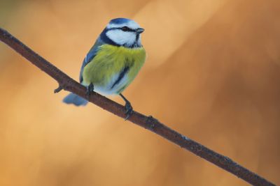 Blue tit on branch 