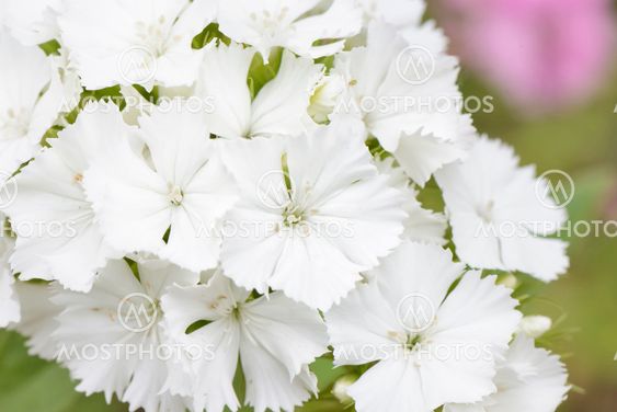 closeup of white Dianthus barbatus flowers