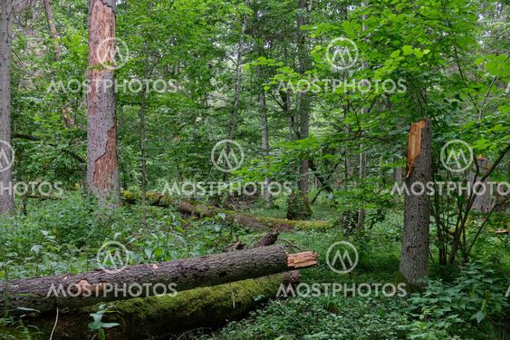 Summertime wet mixed forest with broken dead spruce trees