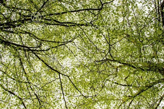 Beech foliage