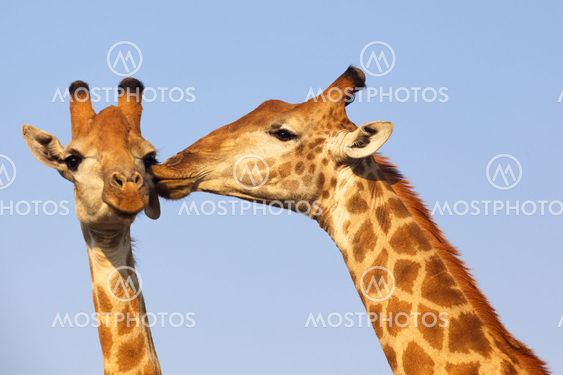 The Kiss