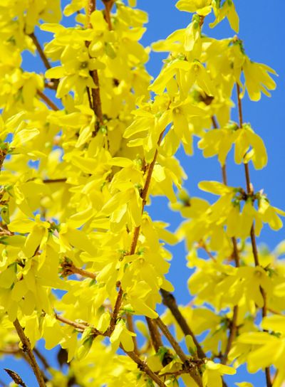 Forsythie - forsythia 09