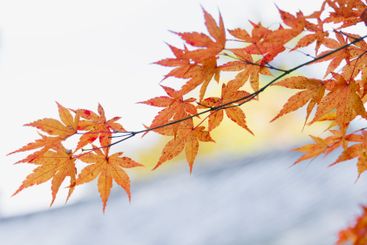 Beautiful Red maple forest leaves in autumn season...