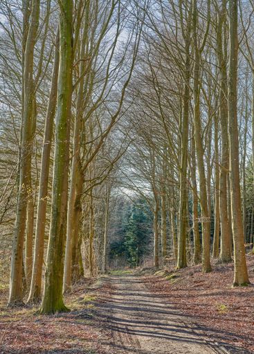 Woods, nature and path with trees for travel, holiday...