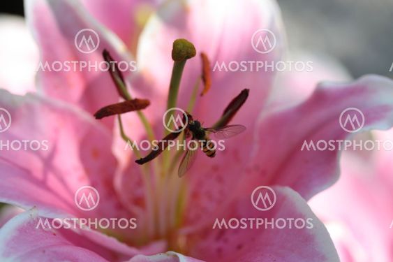 Pink Tiger lily with insect