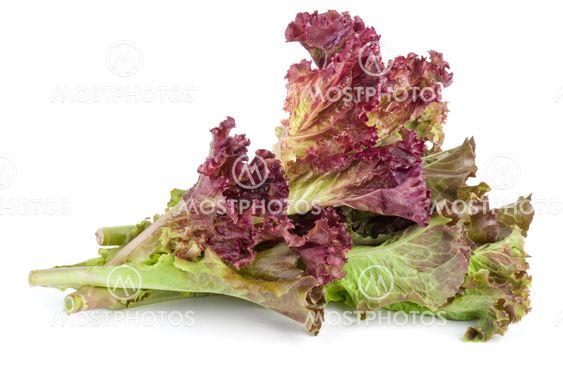 Red leaf lolo rosso lettuce