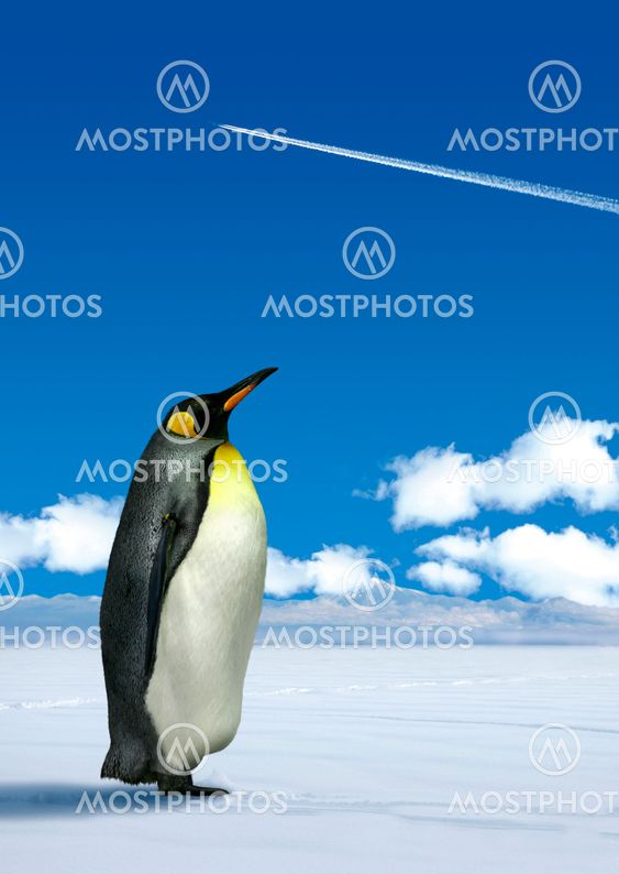 Penguin wondering