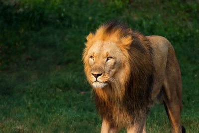 Walking lion in the setting sun on a green background