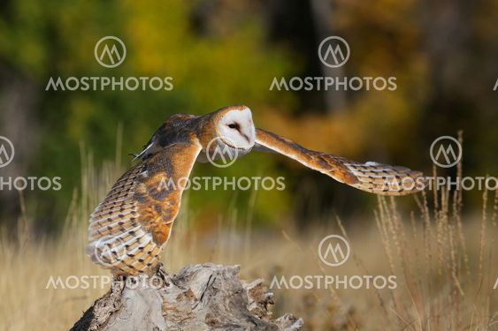 Barn owl in flight