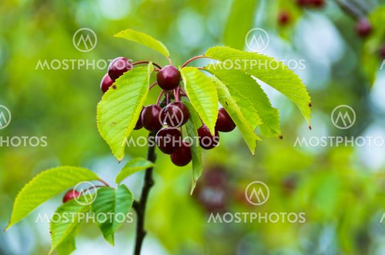 Cherry tree