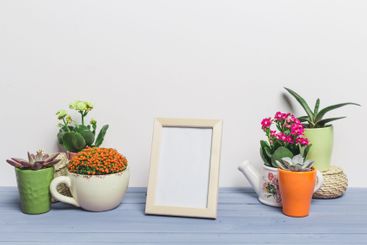 Beautiful arrangement of potted plants and a blank frame...