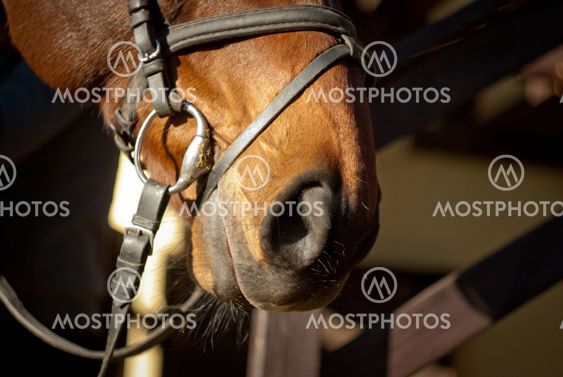 nostrils of a horse harness