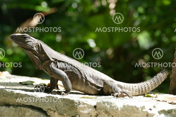 Black Spiny Tailed Iguana on Wall