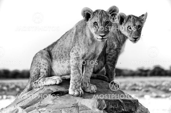two lion cubs at chudob waterhole at etosha namibia africa
