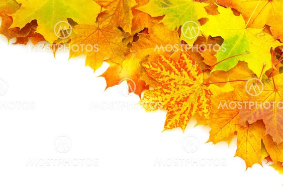 autumn leaves