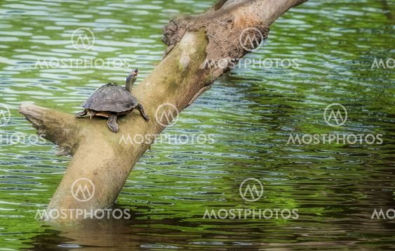 Pond turtle, tortoise, on a tree branch over water in sun, copy space, Indian Tent Turtle, Pangshura tecta