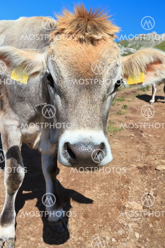 cow on alpine pasture