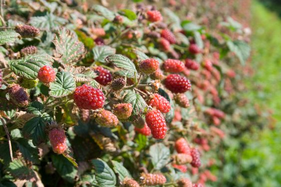 Tayberry
