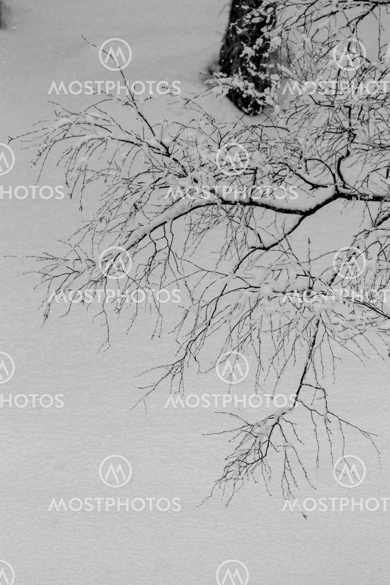 Snow covered winter trees with no leaves