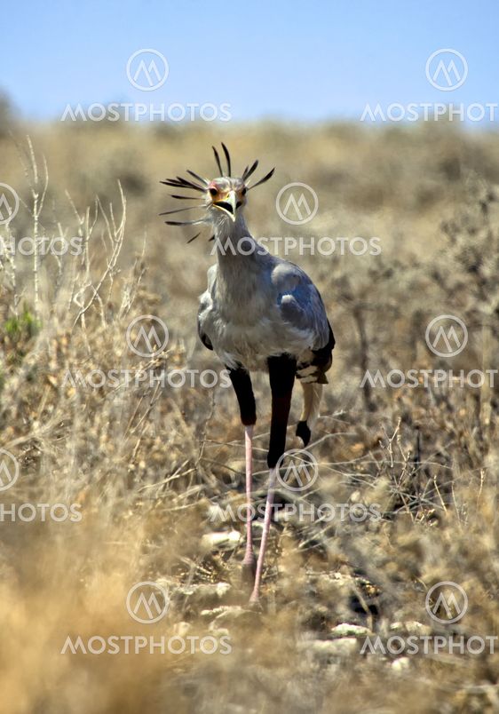 secretary bird close up in etosha national park namibia