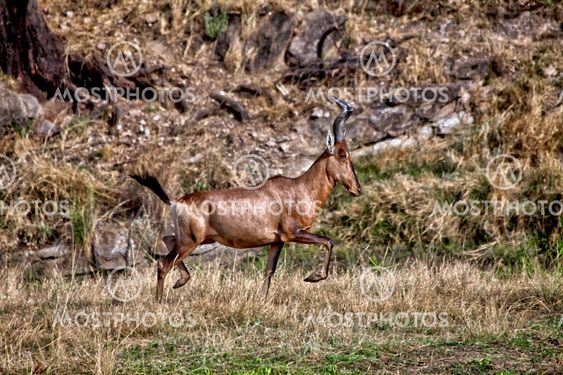 a red hartebeest running in daan viljoen game park