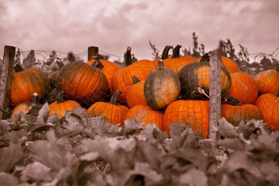 Pumkins in Osterlen Skane Sweden