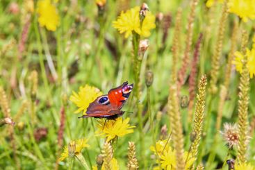Colorful Peacock butterfly on a wildflower in a meadow