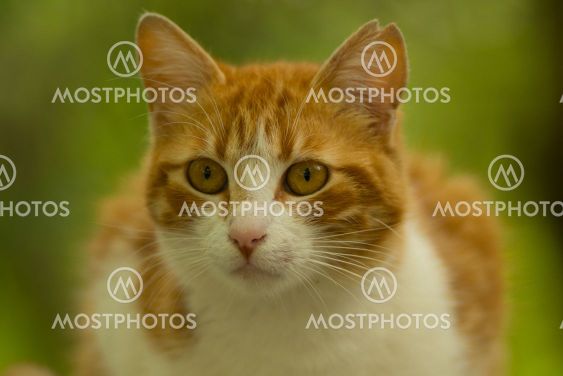 every cat is pure cat