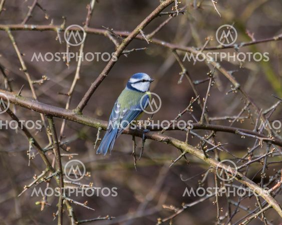 blue tit perching in woodland