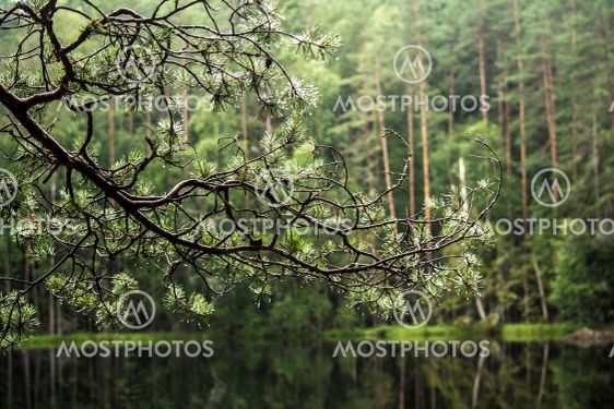 Forest Lake. on the front lane a branch of a dried tree