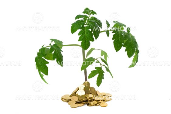 Exuberant plant in heap of coins