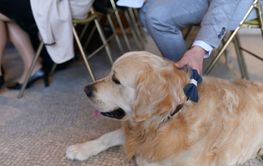 Labrador with a bow tie at a wedding ceremony