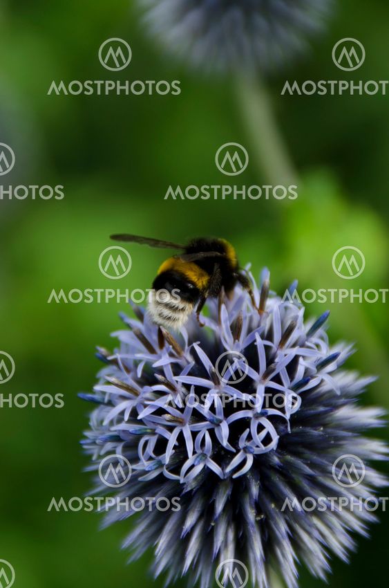 Bumblebees on a Globe Thistle