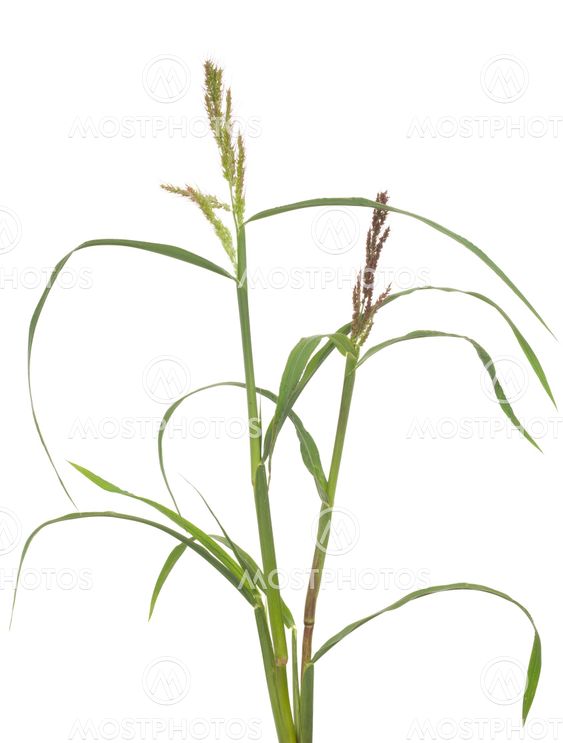young grass
