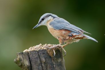 Nature, branch and bird outdoor in park for eating with...