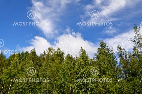 Kind on the sky and wood
