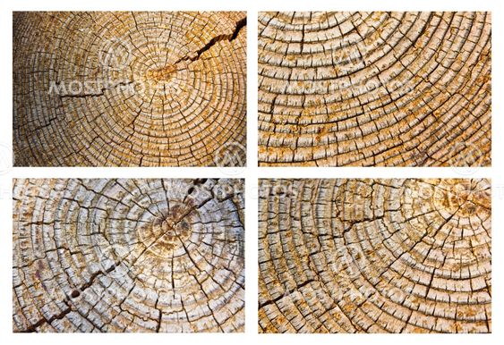 Old wood texture