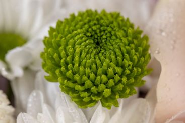 a bouquet of a large number of white flowers for a gift