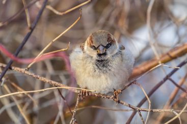 Sparrow sits on a branch without leaves.