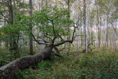 Fälda stammen med liv.