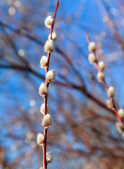 Pussy willow branch at early spring