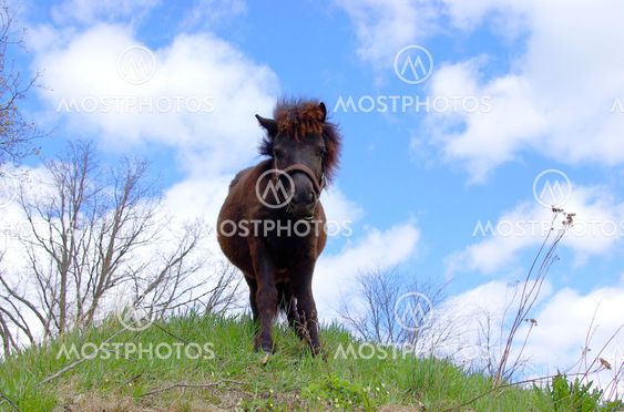 Shetlandpony Føl