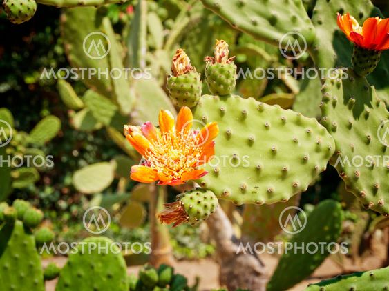 Cactus Blossom