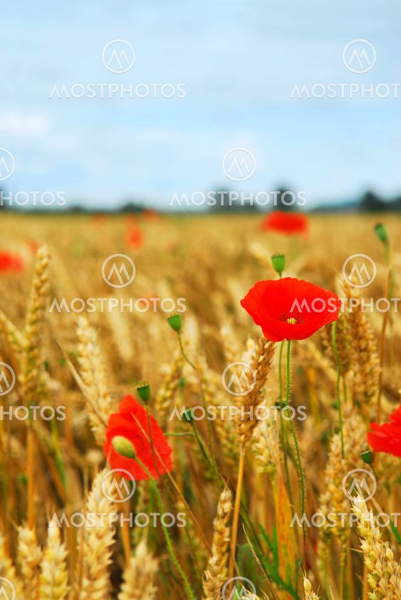 Grain and poppy field