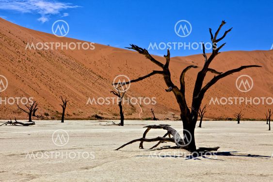 a dead tree in deadvlei namib naukluft park