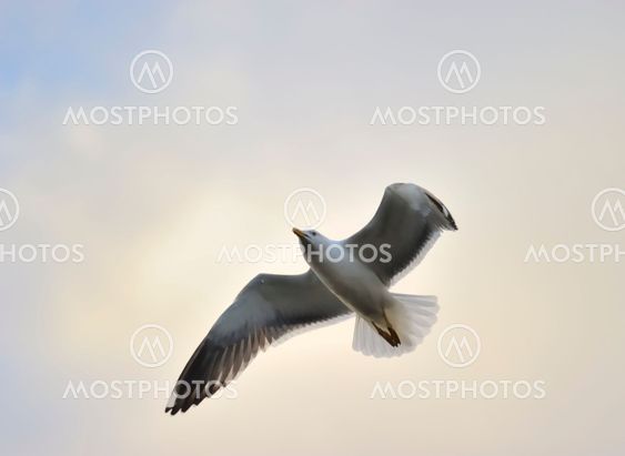 Lesser Black-backed gull