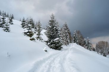Moody landscape with footpath tracks and pine trees...