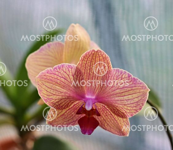 Detail of rose orchid - phalaenopsis